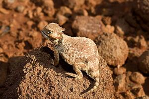 A round-tail horned lizard sitting on a rock 