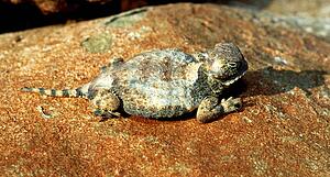 A round-tail horned lizard sitting on a rock 