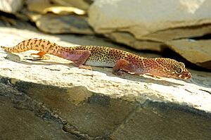 An alert and active Texas banded gecko 