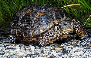 A Texas tortoise