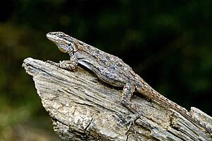 An Eastern tree lizard on a log 