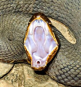 A snake with its mouth wide open