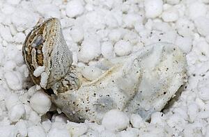 The birth of a reptile