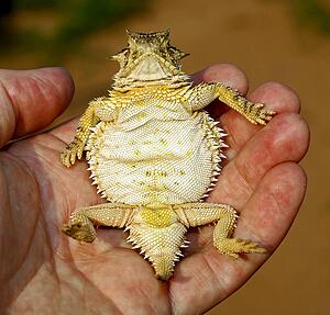 A Texas horned lizard