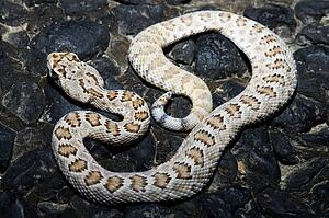 A snake on the rocks