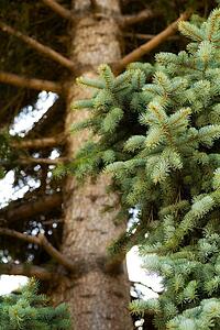 Spruce tree