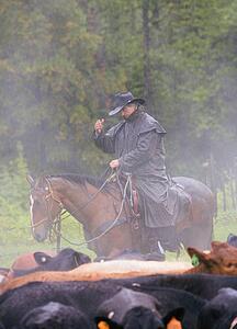 Cowboy herding cattle in the rain 