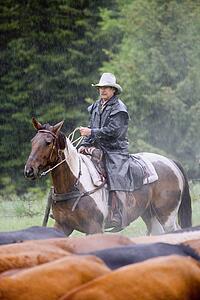 Cowboy herding cattle in the rain 