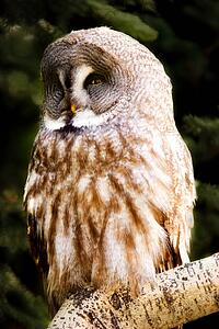 Great gray owl