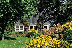 Wild garden with barn in background