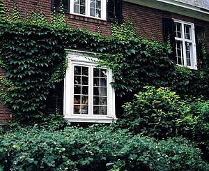 Vine covered house