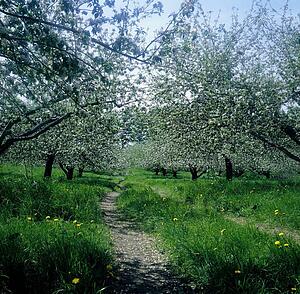 Apple trees in bloom 