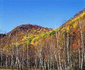Hill covered with fall colored trees and bushes