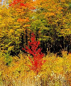 Autumn trees