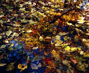 Leaves in water puddle 