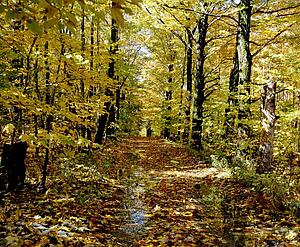 Forest with creek running through it