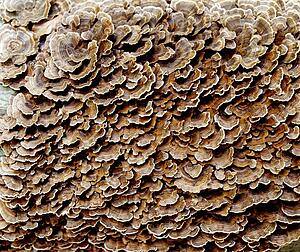 Tree fungus 