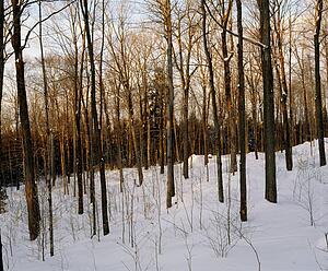 Snowy forest