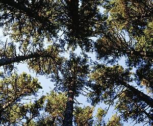 Looking up to the trees