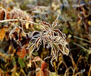 Foliage on the end of a branch edged with frost