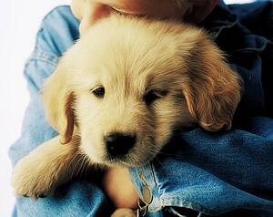 Boy hugging puppy