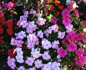 Impatiens
