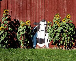 Illustration of cow on fence