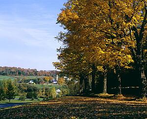 Autumn scene
