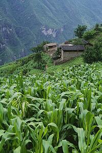 Field and village of Walnut Grove in Tiger Leaping Gorge, China