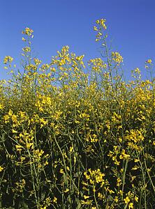 Canola blossoms in Alberta, Canada