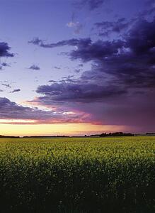 Sunset over canola field