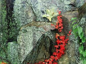 Lichen growing on a rock in Shenandoah National Park, Virginia, USA