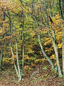 Shenandoah National Park in Virginia, USA
