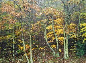 Shenandoah National Park in Virginia, USA
