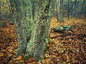 Shenandoah National Park in Virginia, USA