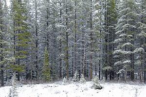Forest trees after spring snowfall