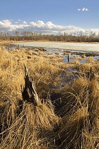 Lake and grasses with white clouds in early spring
