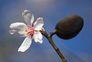 Closeup of an almond flower
