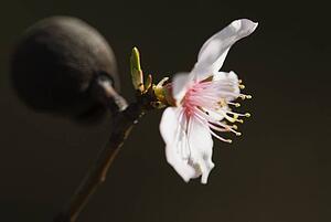 Closeup of an almond blossom with black background