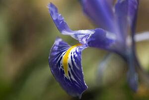Wild flower