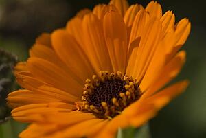 Closeup of an orange flower