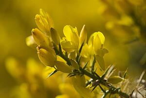 Yellow flowers