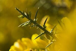 A twig with thorns surrounded by yellow flowers