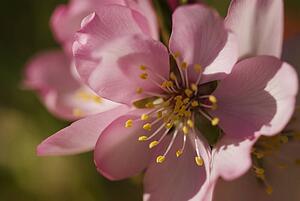 Closeup detail of an almond flower