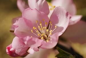 Closeup view of an almond flower