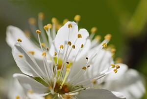 Closeup of a nectarine flower blooming