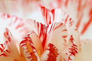 Petals of carnation flower
