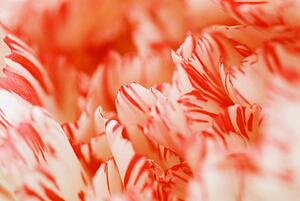 Detail of carnation flower petals