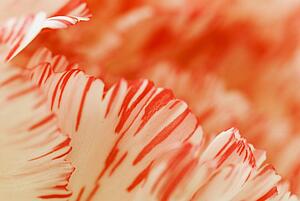 Closeup detail of carnation flower petals