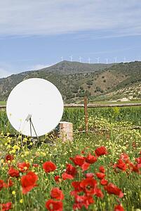 Poppy and wild flower garden with satellite dish West of Álora, Malaga, Spain 